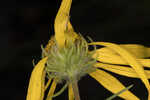 Pineland false sunflower